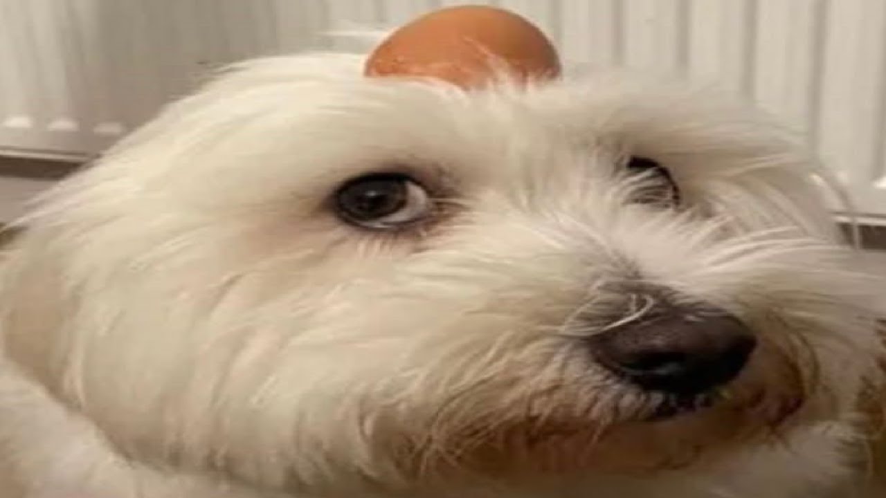 (OUTDATED, READ DESCRIPTION) How to change build directories in Project+Ex