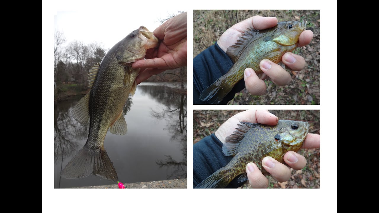 Exploring and Fishing Laurel Lake & the North Branch Big Timber Creek