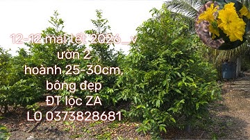 #12-12-2025_mai_tết 2026_vườn 2 # đt lộc zalo 0373828681-0383867438 