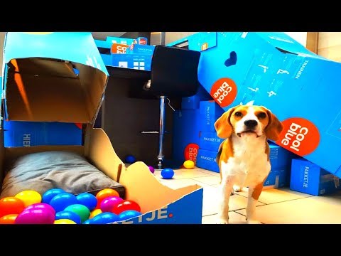 diy-cardboard-dog-agility-course-:-funny-beagle-dog-marie
