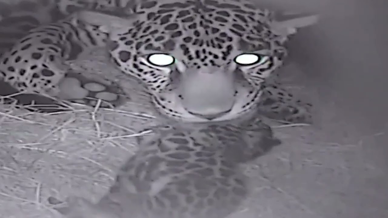 White Baby Jaguars white-baby-jaguars