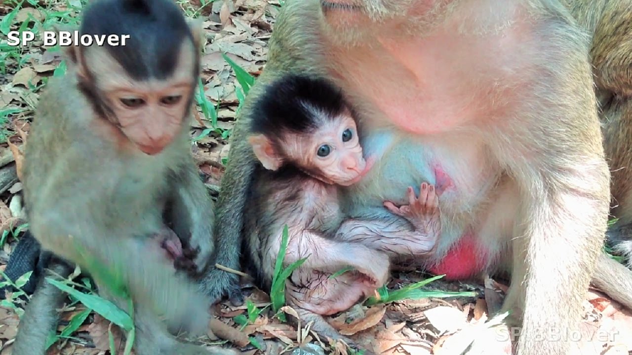 Naughty Baby Monkey SweetPea - Monkey And Baby 5