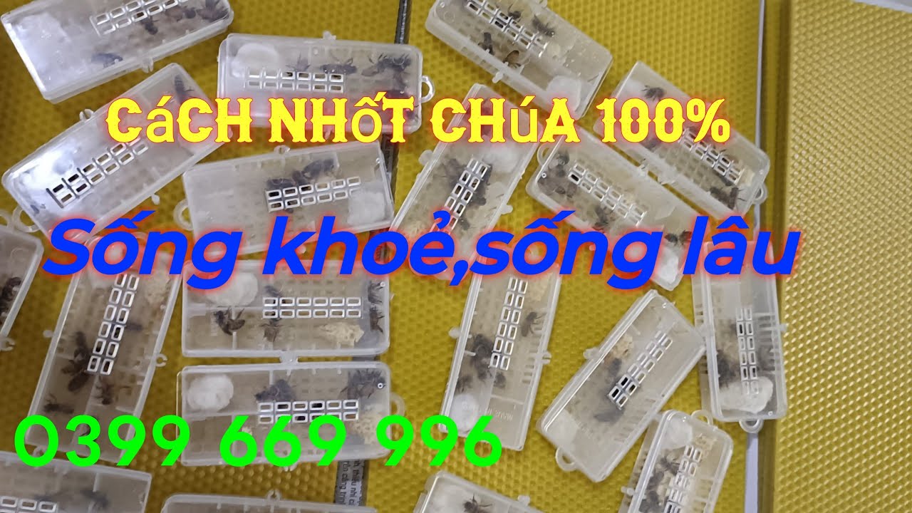 Nhốt chúa sao cho chúa sống lâu,sống khoẻ,cách nhốt chúa