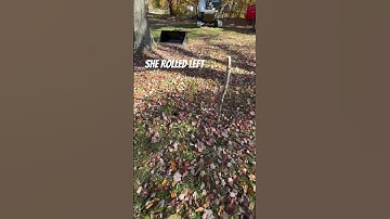 Game of skill 💥 #chainsaws #wood #woodcuttingtools #tree #stihl #chainsaw #arborist #logger