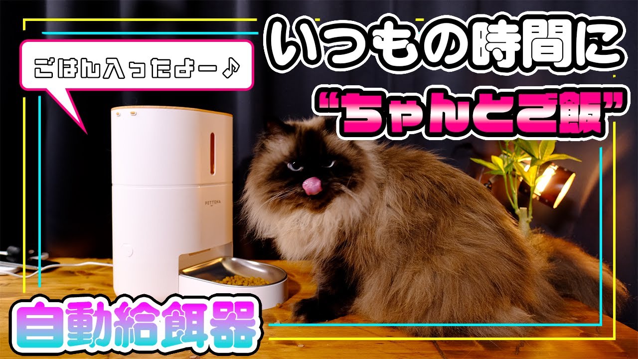 仕事も外出も大丈夫！毎日のご飯を決まった時間に自動給餌してくれる