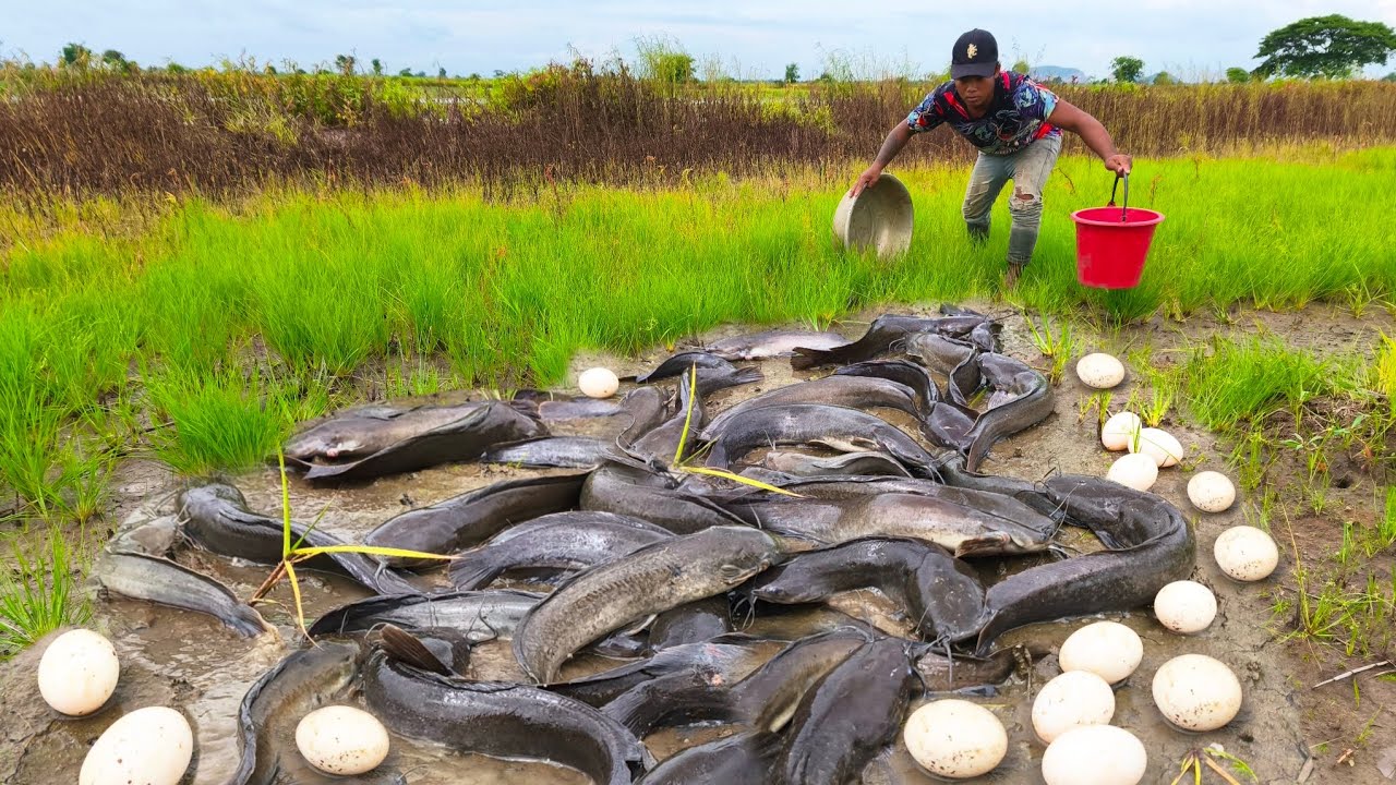 Shell Fish From Rice Feild A farmer catches a lot of fish and eggs in a rice field with little ...
