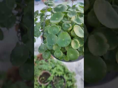 Water Pennywort Plant / Hydrocotyle Verticillata for Aquarium and Garden Pot