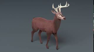 Walk Cycle Deer