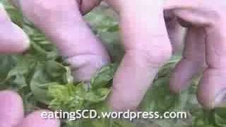 pruning basil