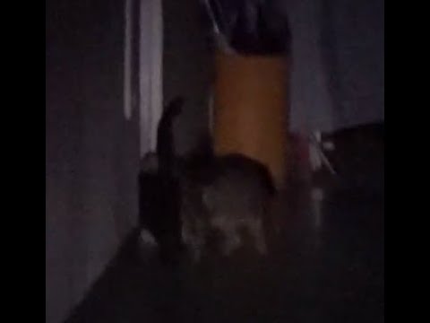 Why does the <strong>black</strong> <strong>cat</strong> go to the apartment hallway?  Jeonju ..全州市