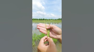 Làm đất đầu vụ như thế nào là tốt? #duylamnong #lua