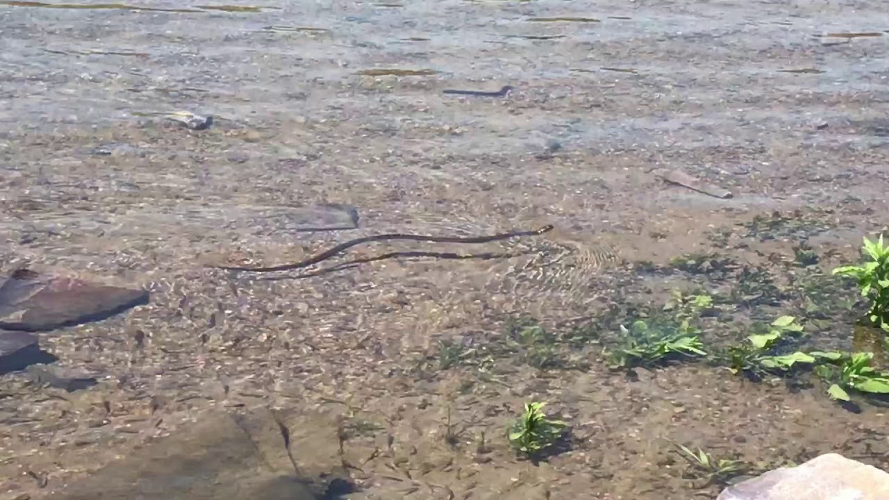 Rattlesnakes at Devil's Lake State Park, image size:1280x720