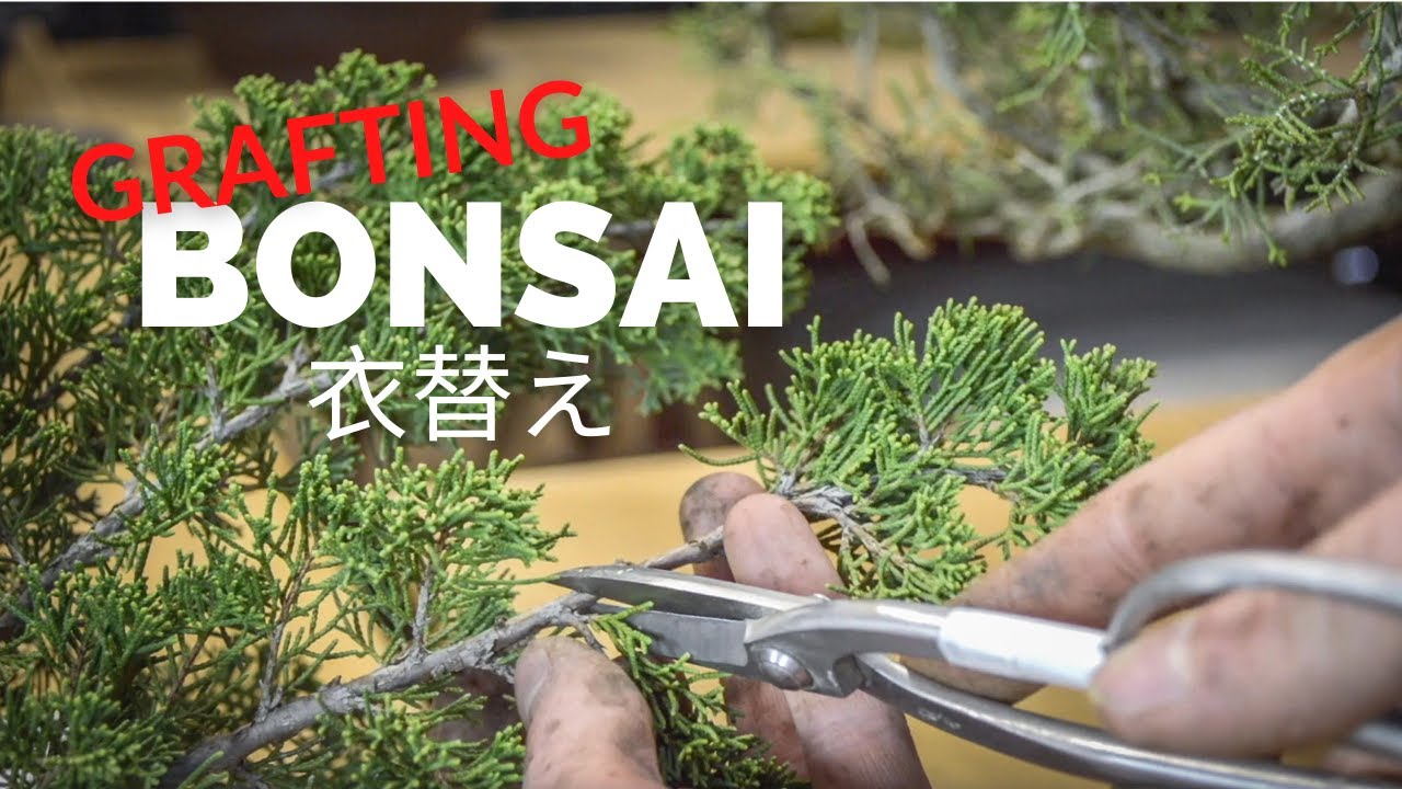 Bonsai-U Membership Teaser #1 | Grafting Bonsai