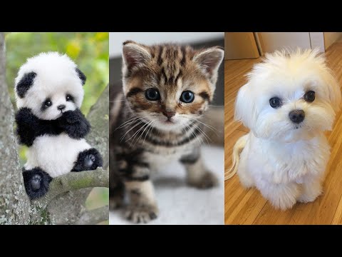 CUTE BABY ANIMALS | World\'s Cutest Video Series #1 - YouTube