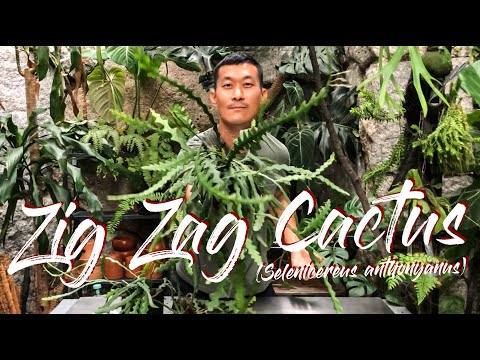 Zig Zag Cactus Aka Selenicereus Anthonyanus Care And Propagation