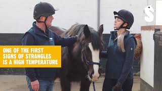 Taking Your Horses Temperature With Lilpetchannel