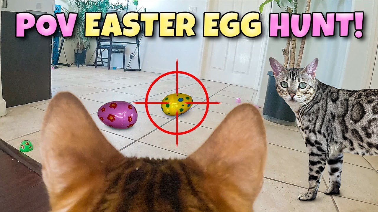 GoPro Cat Easter Egg Hunt Bengal Cats Vs Eggs YouTube