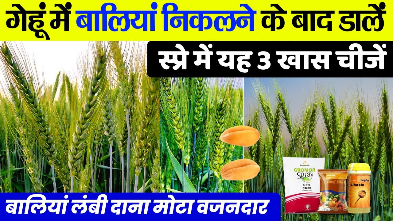 गेहूं बालियां निकलने के बाद डालें स्प्रे में 3 खास चीजें | gehu me npk kab spray kare🌾gehu me potash