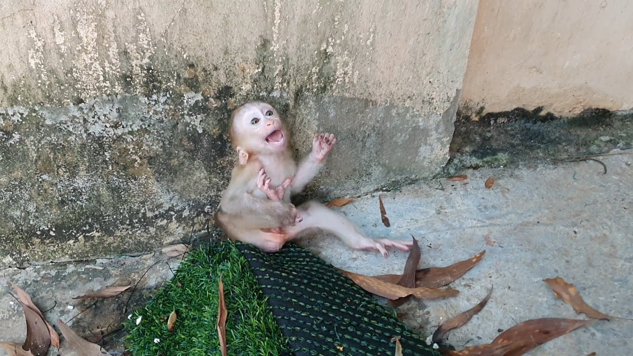 Pity Monkey Baby FiFa screaming need milk