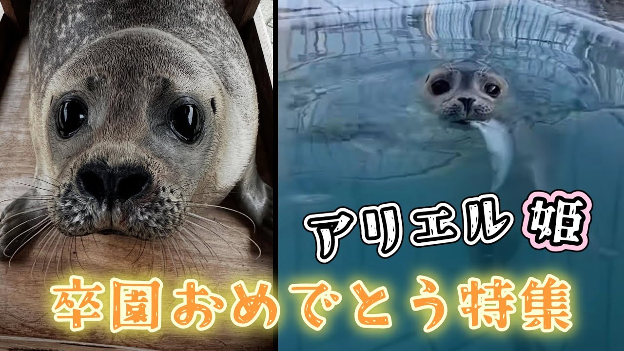 卒園おめでとう特集 アリエル姫の可愛いをたっぷり集めました 思い出ふりかえり 【アザラシ幼稚園】