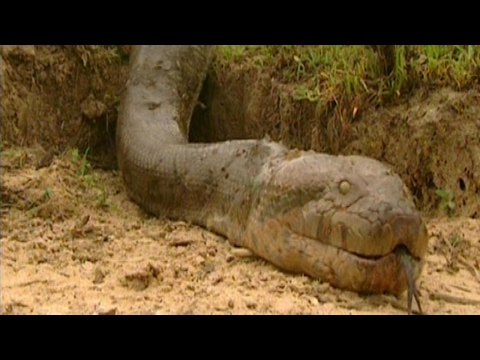 The World's Longest Snake Ever Found