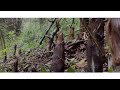Bamboo shoot hunt 🎋 || Tibetan vlogger || Bylakuppe || Puranghood