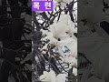 🌼🍃목련이 활짝폈어요🌴