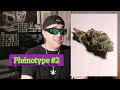 Weed Review Du Blue Cheese De Canuk Seeds Par Zouzoucanna mp3