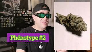 Blue Cheese Weed Review from Canuk Seeds by Zouzoucanna