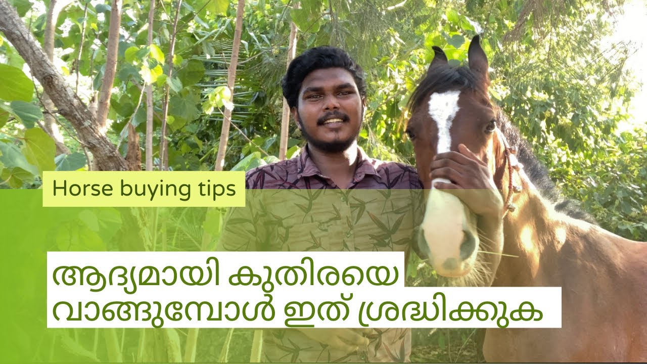Horse buying tips malayalam ആദ്യമായി കുതിരയെ വാങ്ങുന്നവർ ഇത് ശ്രദ്ധിച്ചില്ലെങ്കിൽ പണി കിട്ടും