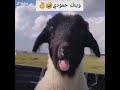 وينك ابو جاسم