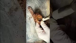 Master watchmaker restores expensive Rolex watch using only rudimentary tools #restoration #restore 