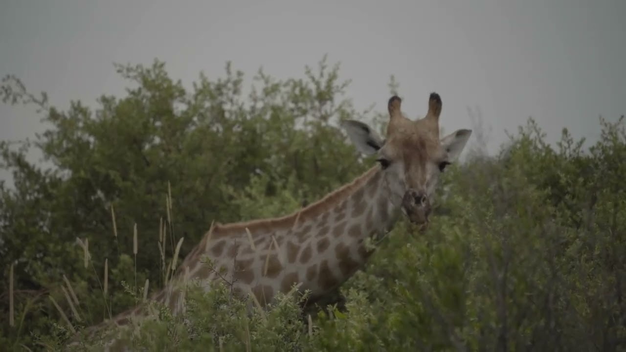Xaxaba 05/06/22