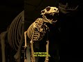 Ancient Australians Tracked Extinction 4,000 Years Ago