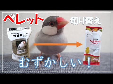 シード→ペレット切り替え　文鳥がシード好きすぎて困る～！！　文鳥よもぎ　癒し動物　面白い動物