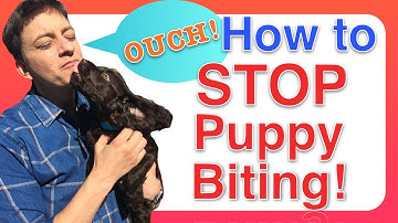 How to Train a PUPPY to STOP BITING