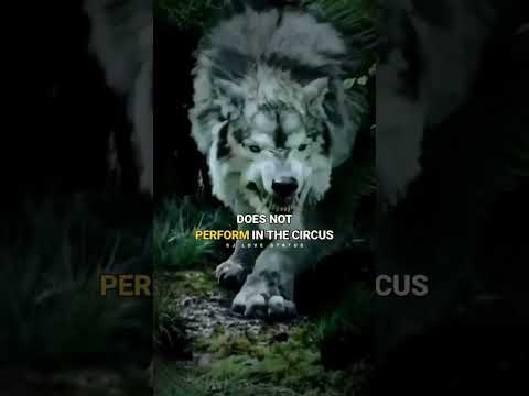 Wolf Attitude 🔥 WOLF motivation 💪 Lion vs wolf #shorts #viral #motivation