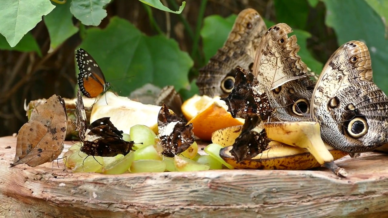 Rare footage of Butterflies eating fruits