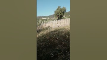 القارئ محمد جمال شهاب