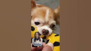 Thumbnail of Mythbusters - Are Dogs Colourblind