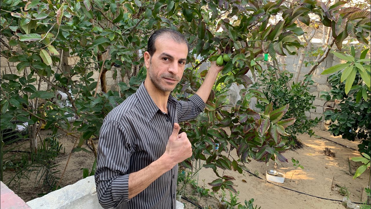 زراعة الجوافة بذور وعقلة والعناية باشجار الجوافة (تقليم ، تسميد ، ري ، مكافحة آفات ، تزهير ، اثمار)