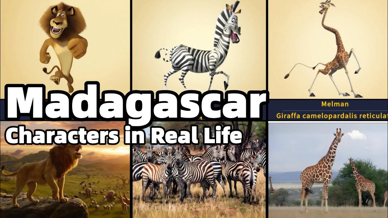 Персонажи Мадагаскара в реальной жизни | Анимированные персонажи против реальных животных