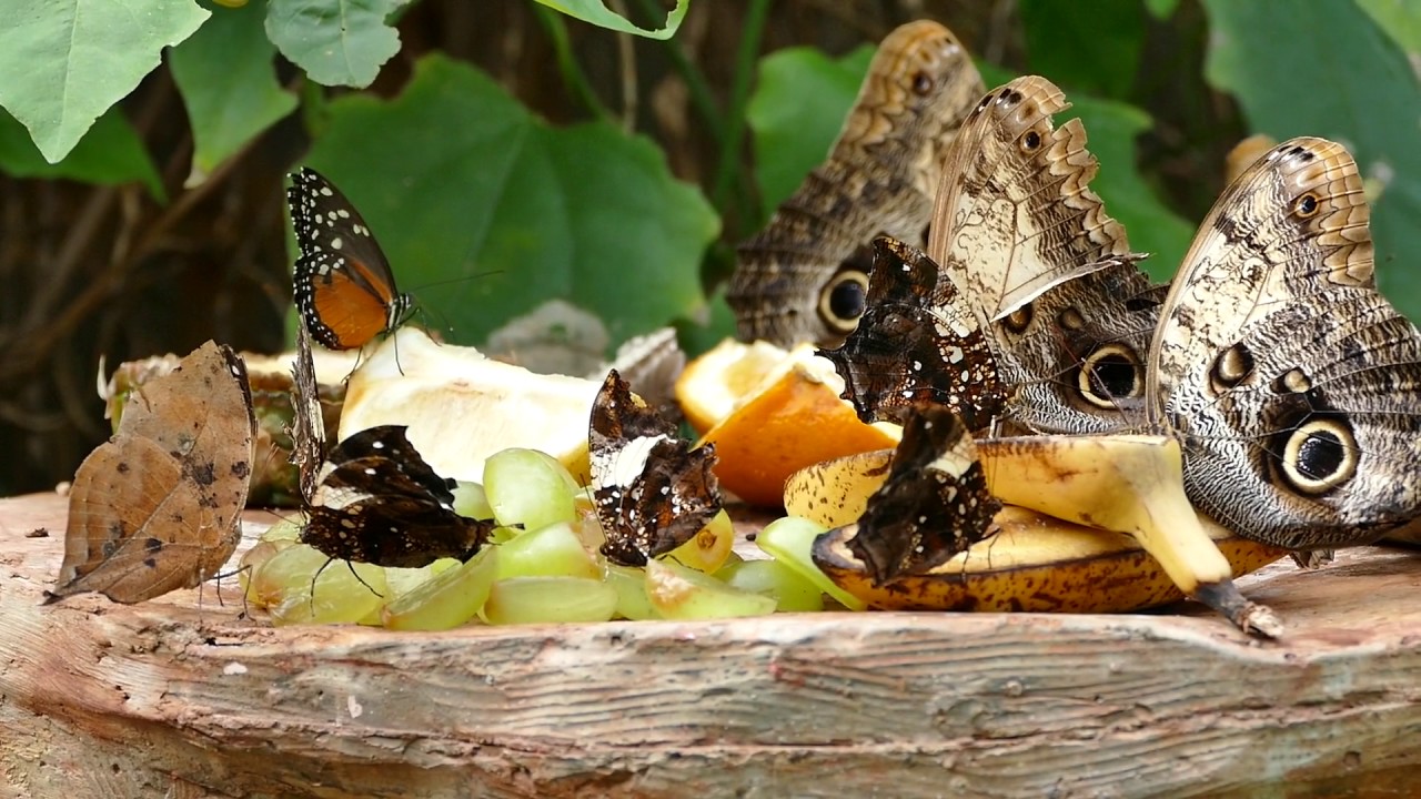 butterfly eating fruit hd