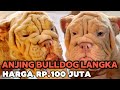 Anjing bulldog langka harga rp100 juta