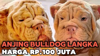 Anjing Bulldog Langka Harga Rp.100 Juta