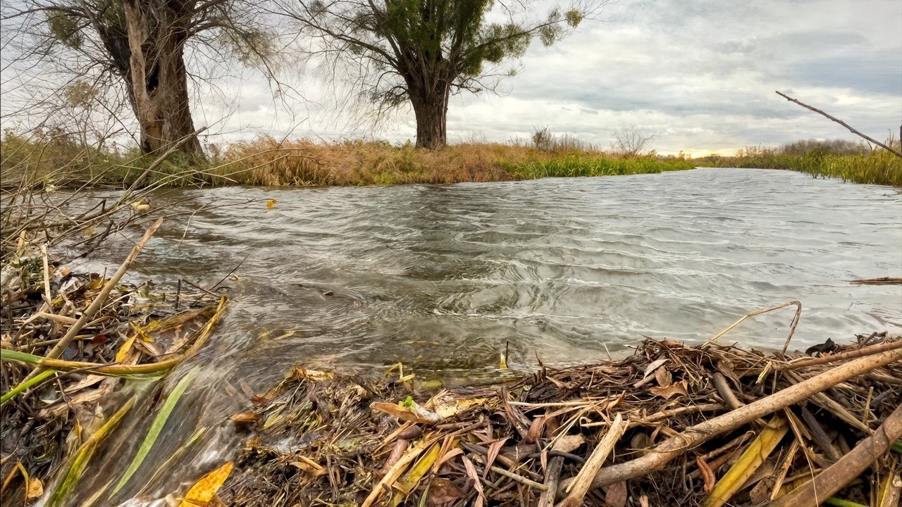 This Beaver Dam Is Practically INVINCIBLE — You Must See Why!