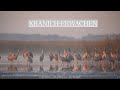 Calling Cranes at Sunrise | Kranich-Erwachen