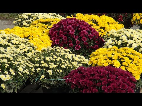 Video: Žute Krizanteme (49 Fotografija): Božur I Cvjetovi Iglice, Sorte 