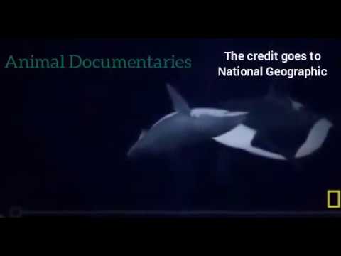 Killer Whale hunting Great White Shark Nat Geo Documentary