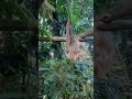 Sloth in zoo lesna in czechia sloth zoo zlin mytravelation zooanimals